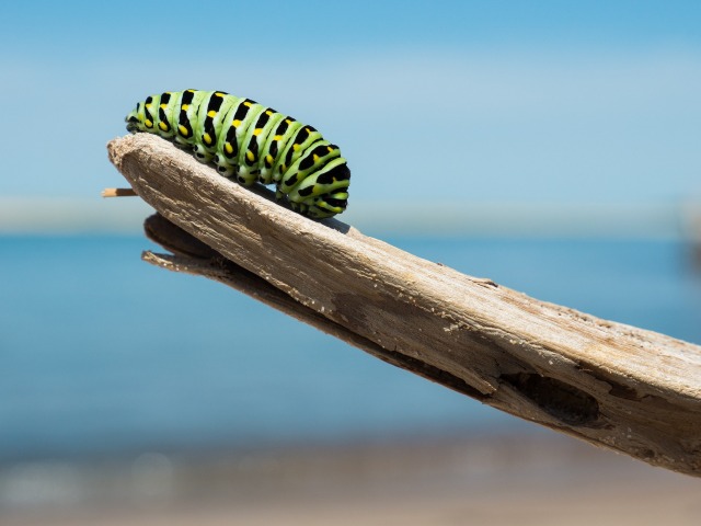caterpillar-1209834_1920